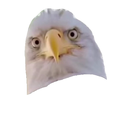 bald-eagle-staring-in-office-bald-eagle-head