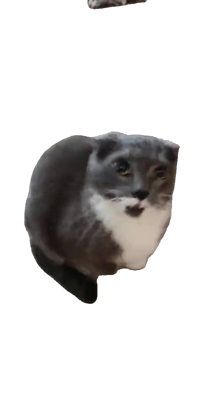 begging-grey-cat-on-chair-grey-and-white-cat