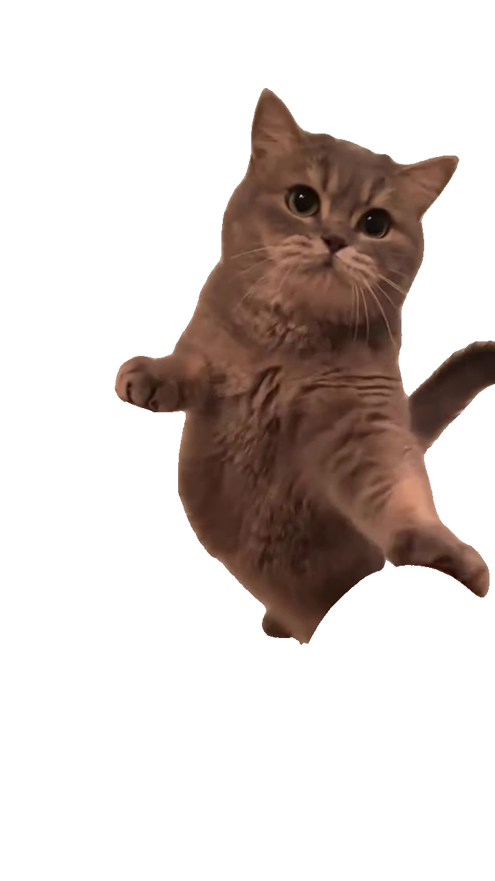 cat-begging-with-paw-out-grey-fluffy-cat-standing