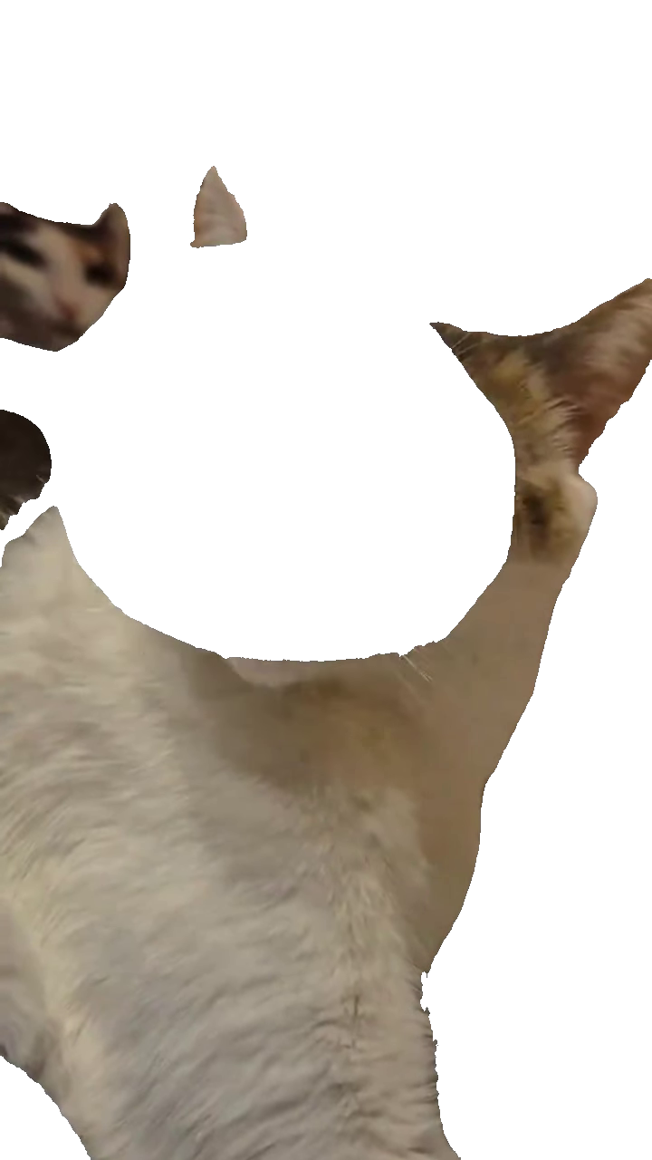 cat-getting-bonked-with-spoon-white-calico-cat