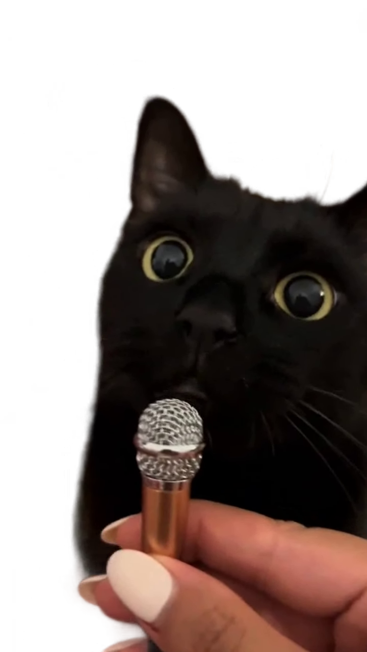 cat-with-tiny-microphone-black-cat-with-mic