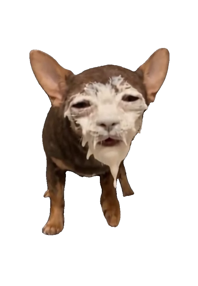 chihuahua-cream-covered-face-small-brown-chihuahua