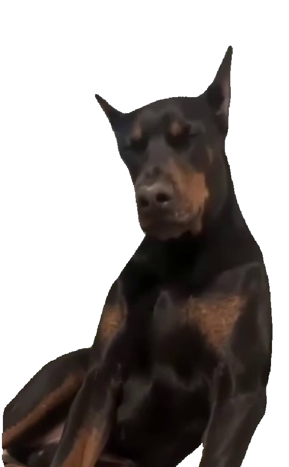 doberman-going-from-skeptical-to-black-and-tan-doberman