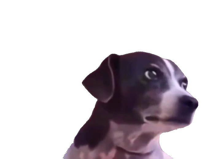 dog-slowly-turning-to-camera-black-and-white-dog
