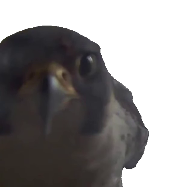 falcon-staring-into-nest-camera-falcon-staring-at-camera