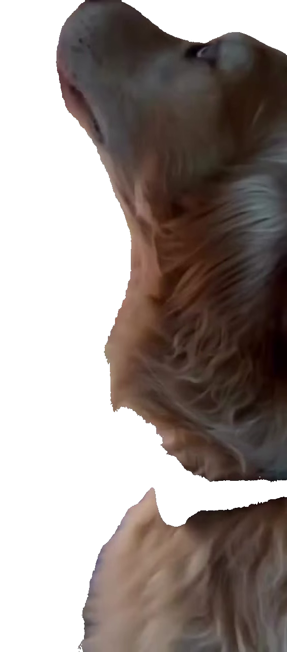 Golden retriever dog
