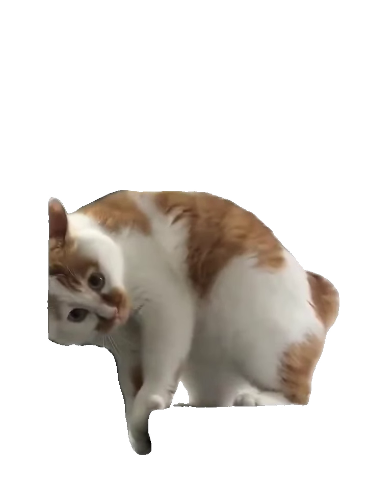 guilty-cat-caught-on-fridge-orange-and-white-cat