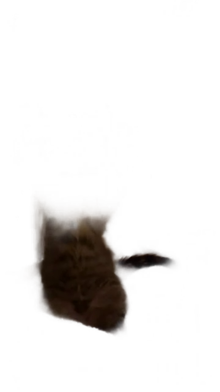 kitten-with-paws-up-tabby-kitten-paws-raised