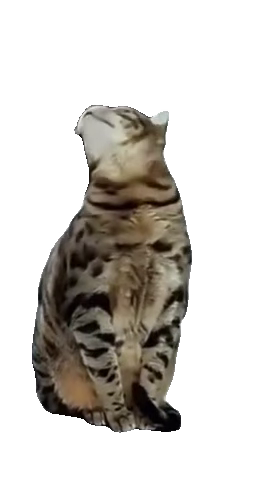 man-and-cat-staring-each-other-d-bengal-cat-sitting