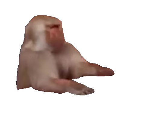 Monkey at laptop