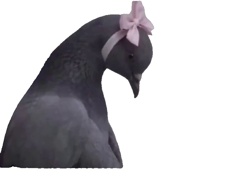 sad-pigeon-with-pink-bow-pulling-pigeon-with-pink-bow