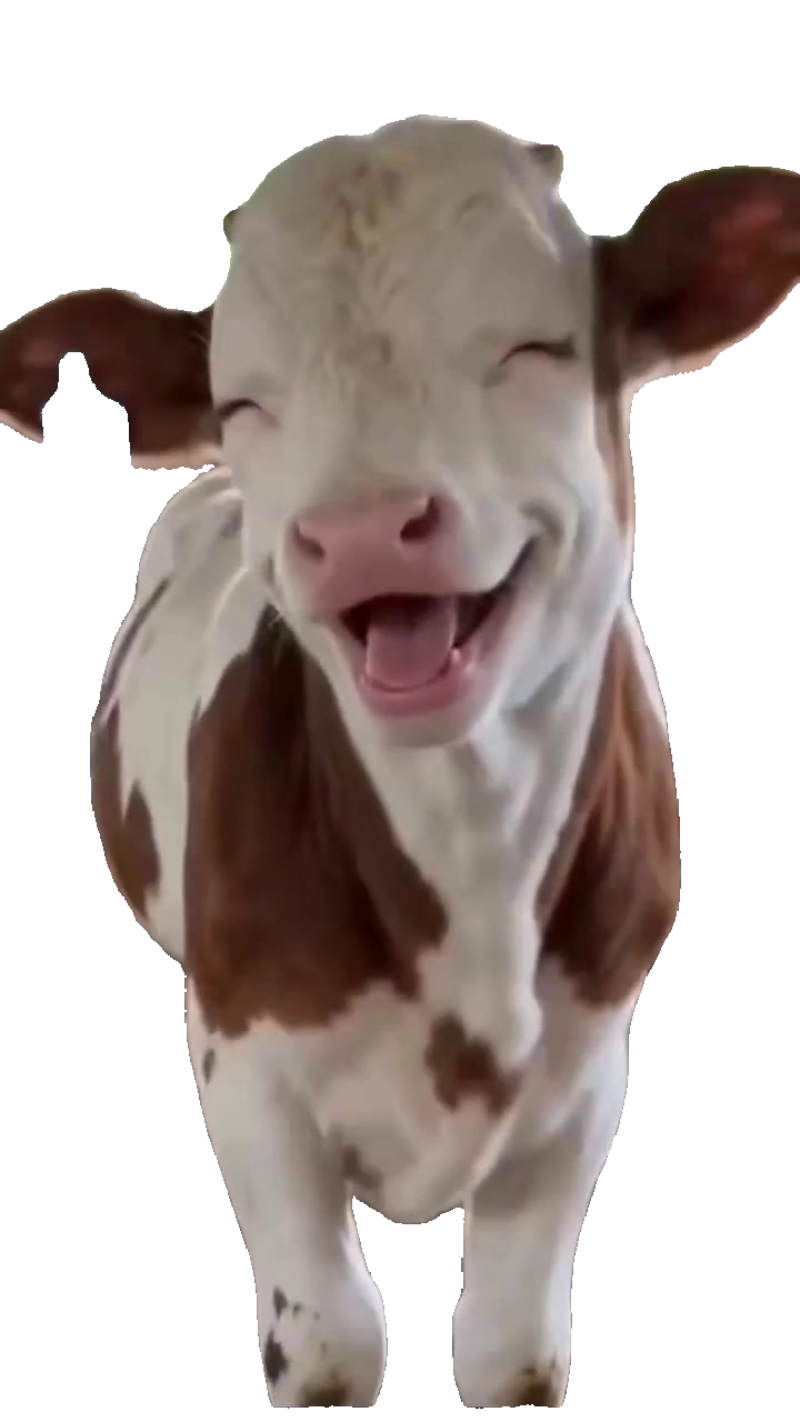 Brown and white calf