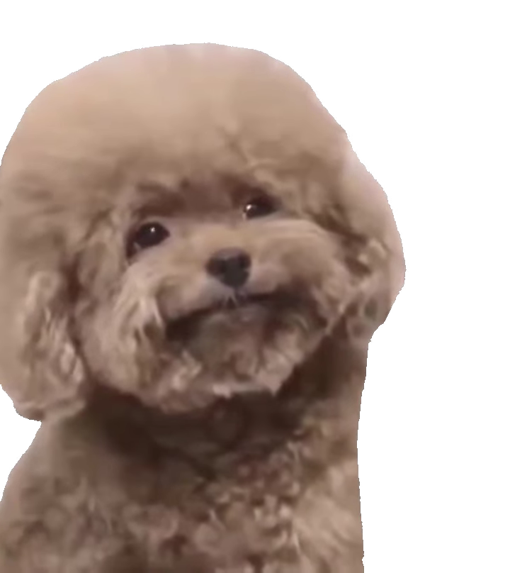 smiling-fluffy-poodle-nodding-fluffy-tan-toy-poodle