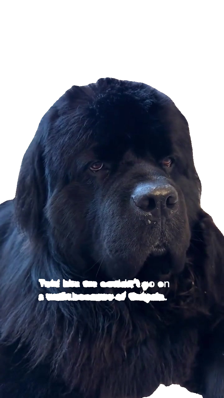 sulking-newfoundland-dog-side-ey-large-black-fluffy-dog