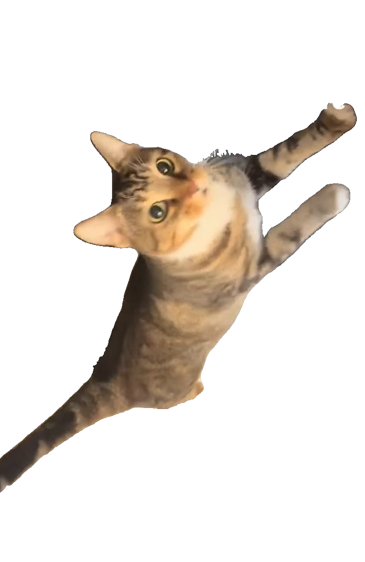 tabby-cat-standing-on-hind-legs-tabby-cat-standing-uprig