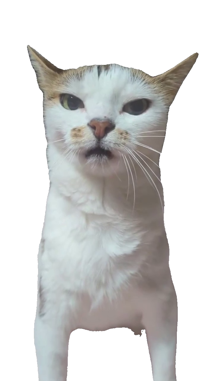 unimpressed-side-eye-cat-white-cat-close-up