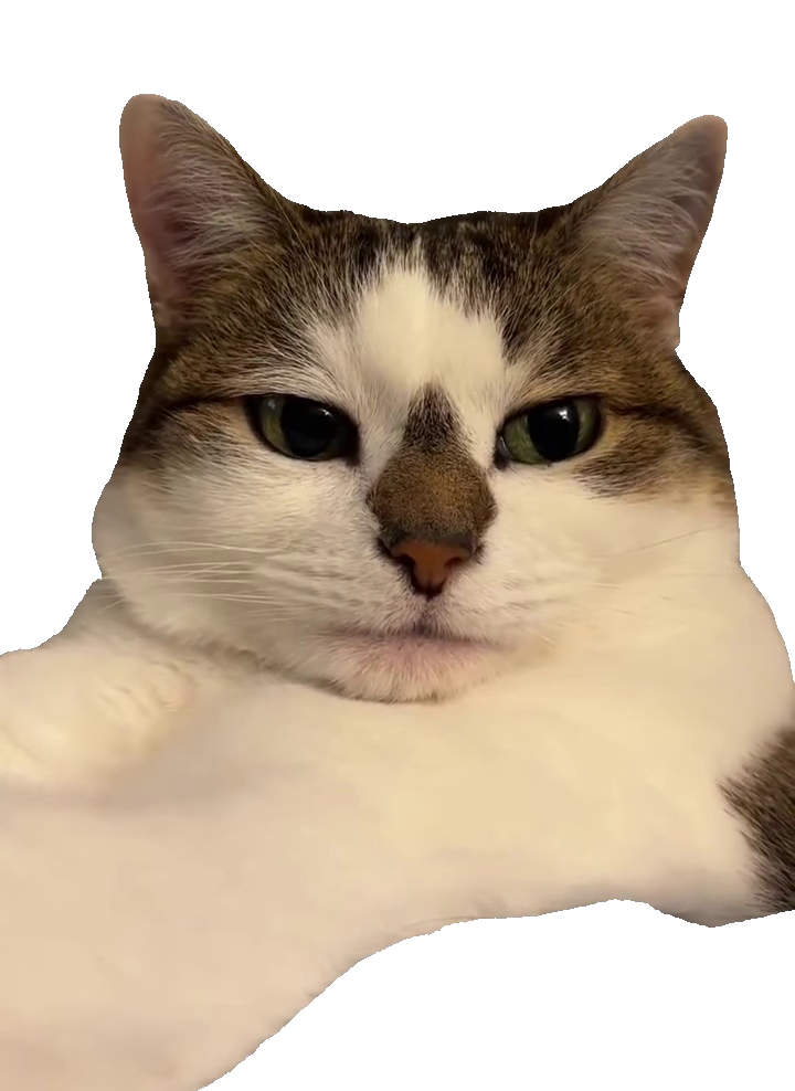 unimpressed-tabby-cat-slow-blink-tabby-and-white-cat