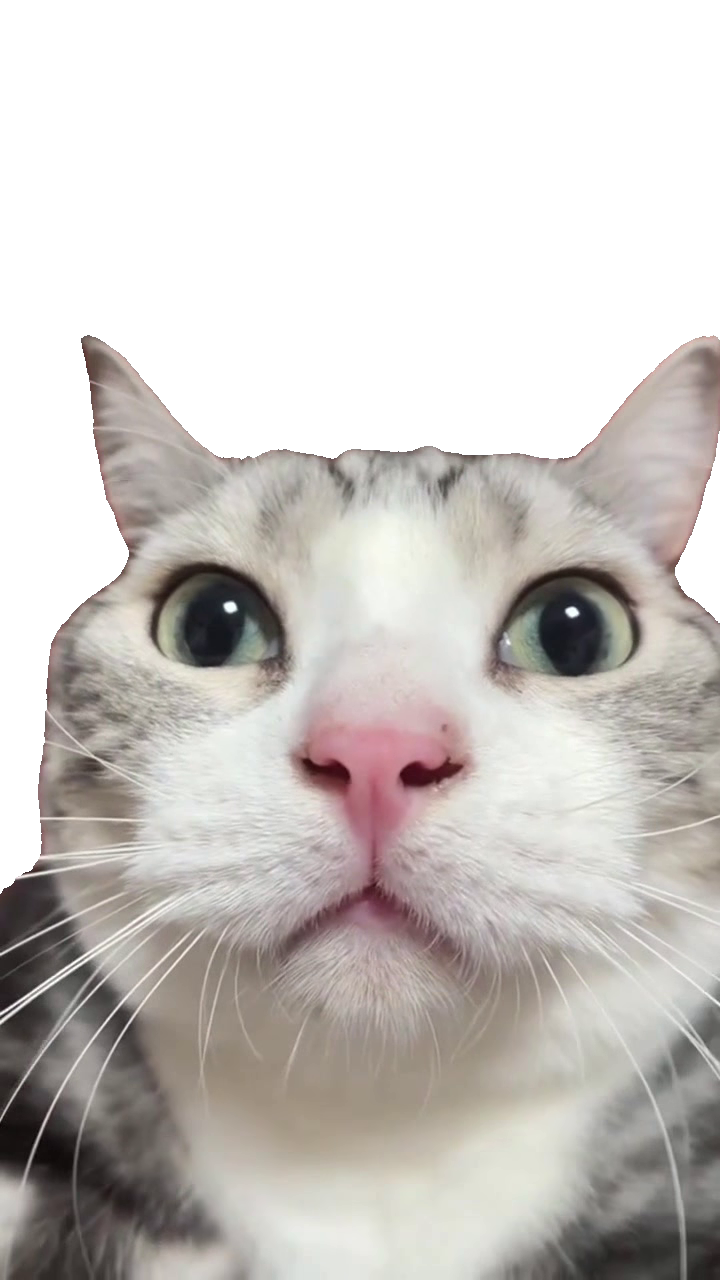 wide-eyed-cat-held-up-to-camera-grey-tabby-cat